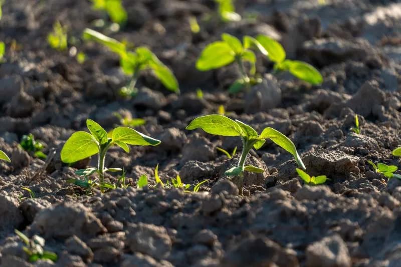 Listovi Apsorbuju Gvožđe i Fosfor Iz Vazdušne Prašine — Studija Menja Pogled Na Unos Nutrijenata