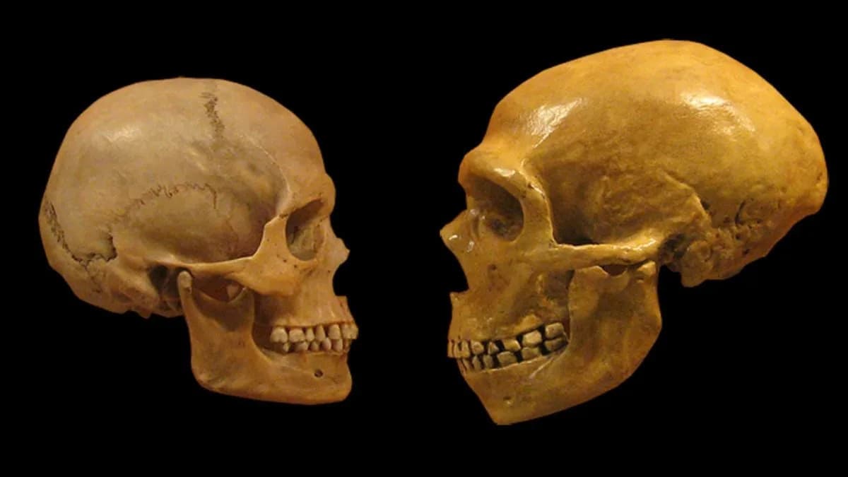 Studija: Jedna Ključna Razlika Koja Je Omogućila Homo sapiensu Da Preživi Neandertalce