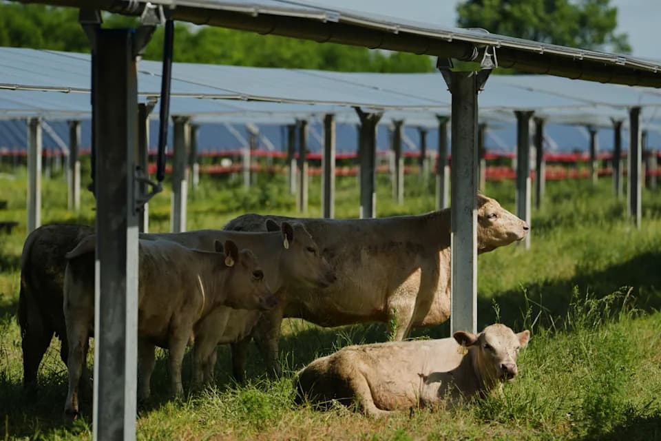Solarna farma u Tennesseeju pokazuje kako ispaša goveda ispod panela može biti dobitna za poljoprivredu i energiju