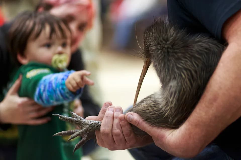 Građanska kampanja vraća kiwi u Wellington posle više od sto godina — 250. preseljena ptica proslavljena u Parlamentu