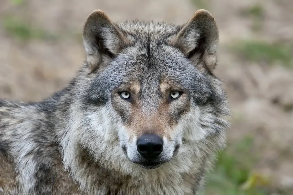 Gotovo Polovina Vukova u Italiji Su Mešanci Sa Psima — Genetsko Preplavljivanje Preti