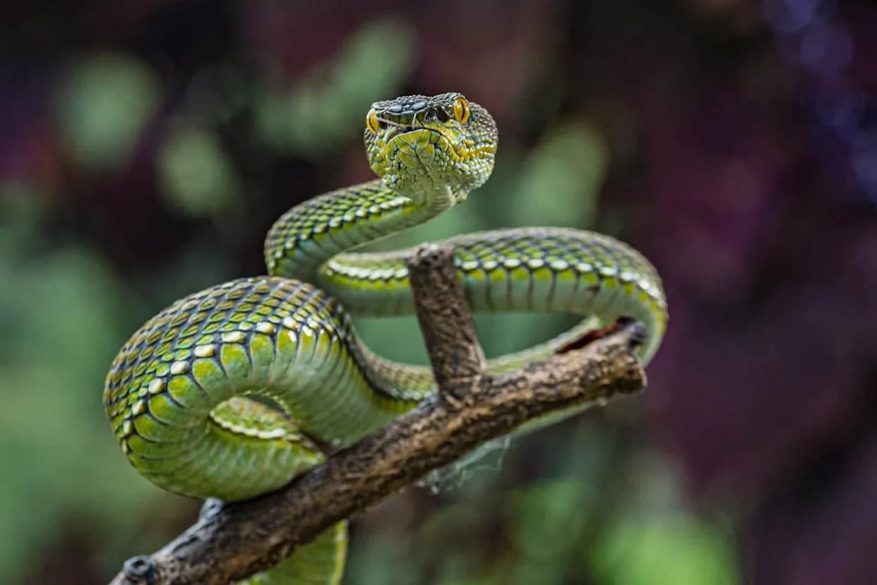 U Maglama Sičuan Otkrivena Žarko Zelena Jamasta Vipera — Nova Vrsta Trimeresurus lii