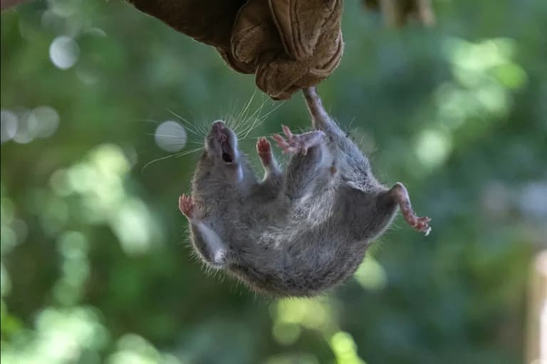 Dvoje mrtvih, jedan u komi: Izbijanje respiratorne bolesti na kruzeru MV Hondius; pacijent pozitivan na hantavirus