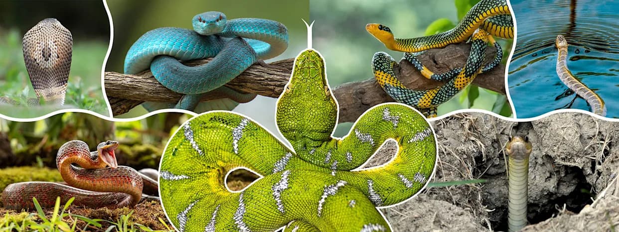 Evolucija zmija: Nove fosilne i genetske dokaze razotkrivaju poreklo i uspon