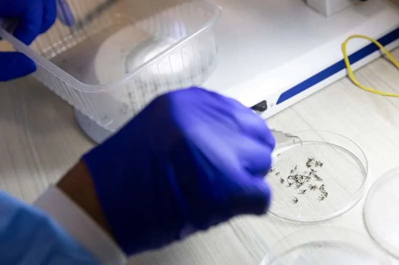 Otkriveno: Aedes aegypti Nosilac Mnogo Više Virusa — Naučnici Razmatraju 'Imunizaciju' Komaraca