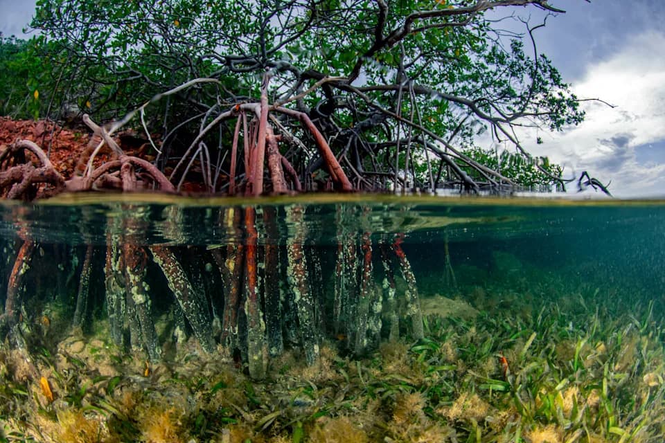 Mangrove Čiste Azot Vredan 8,7 Milijardi USD Godišnje — Nova Studija Otkriva Koliki Je Njihov Doprinos