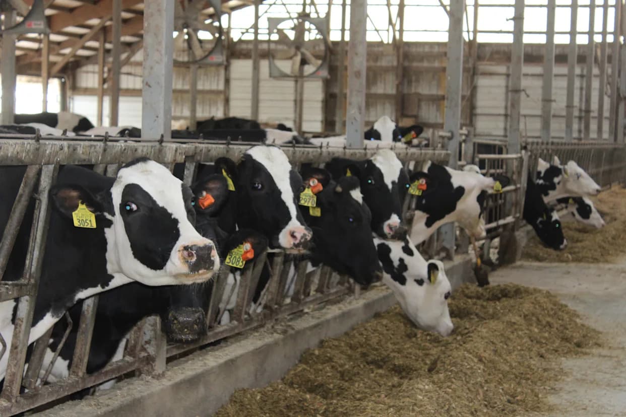 Nada za proizvođače: Eksperimentalna vakcina protiv H5N1 štiti telad i radnike na farmama