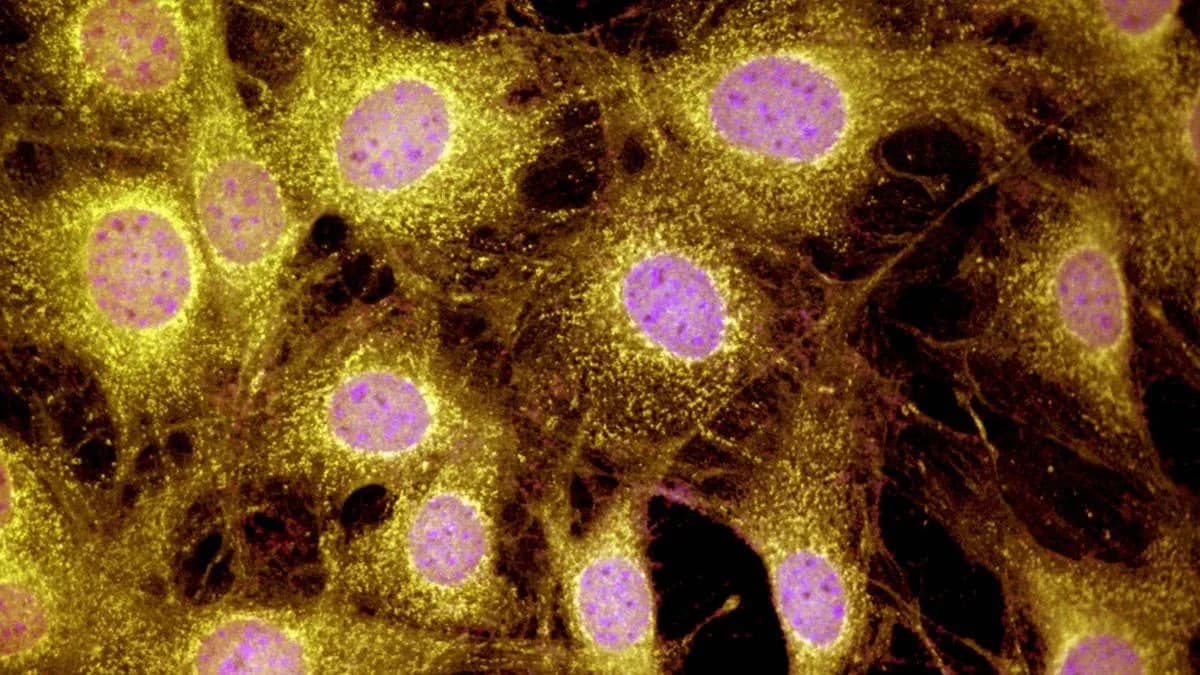 Mogu Li Sisari Regenerisati Udove? Tim Sa Texas A&M Delimično Povratio Prste Miševima