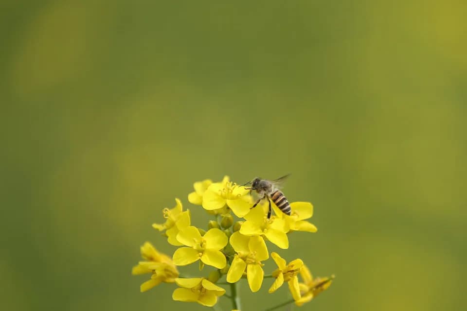 Studija iz Nature: Pad oprašivača već pogoršava pothranjenost u zajednicama