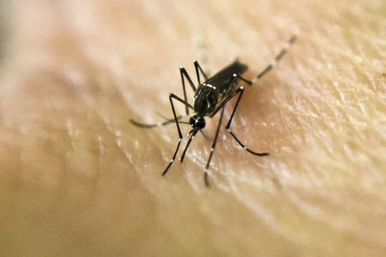 Zašto vas komarci biraju? Naučnici otkrivaju hemijski miks koji privlači neke ljude