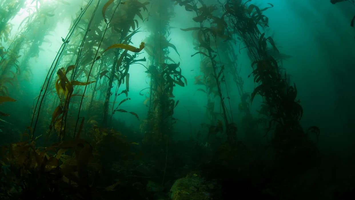 Patagonija Pokreće „Megatransect”: Ambiciozno Istraživanje Jedne Od Najvećih Šuma Kelpa