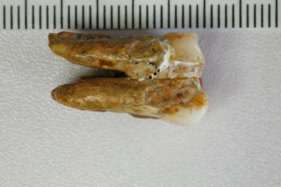 Drevni zubi otkrivaju moguća ukrštanja Homo erectus i denisovanaca