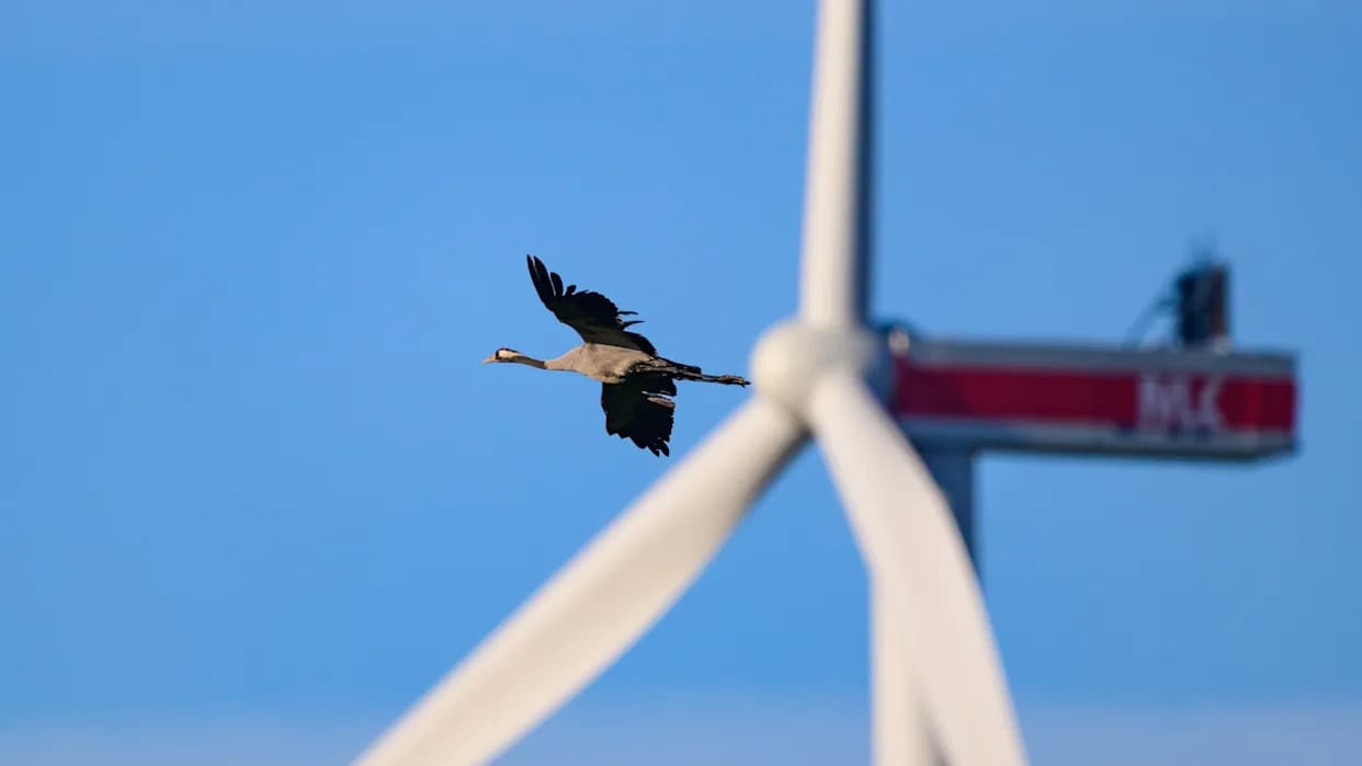 Ptice Izbegavaju Vetroturbine Obojene Kao Otrovske Životinje — Biomimetičke Boje Mogu Smanjiti Uginuće