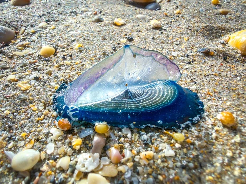 Zašto se na plaže zapadne obale SAD naglo nasukavaju plave "jedrilice" (Velella velella)