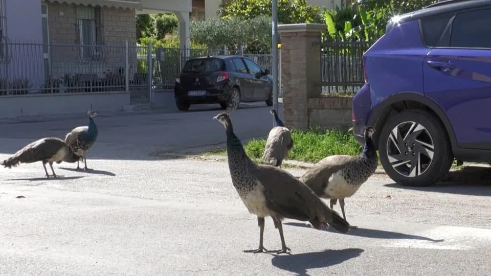 Horda Paunova U Punta Marini: Lepota Koja Deluje Kao Problem Za Meštane
