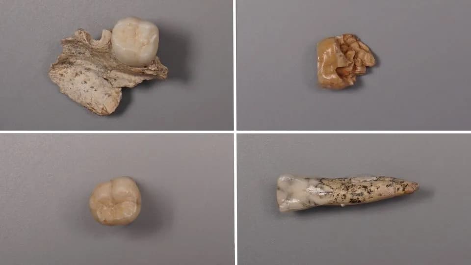 Proteini iz praistorijskih zuba otkrivaju genetske veze između Homo erectus i drugih ljudskih vrsta