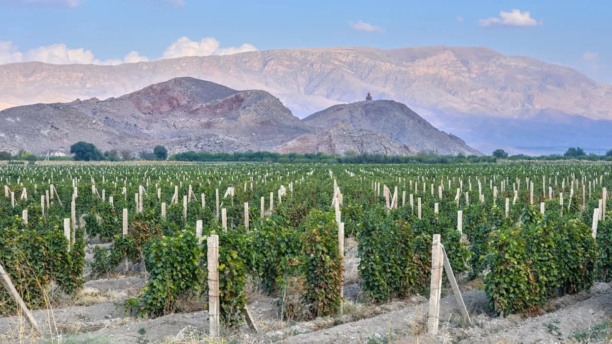 Drevne loze se vraćaju: armenski vinari obnavljaju vinograde na padinama Vayots Dzora
