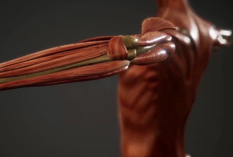 Revolucionarni 3D-štampani veštački mišići koji se savijaju i uvijaju po potrebi