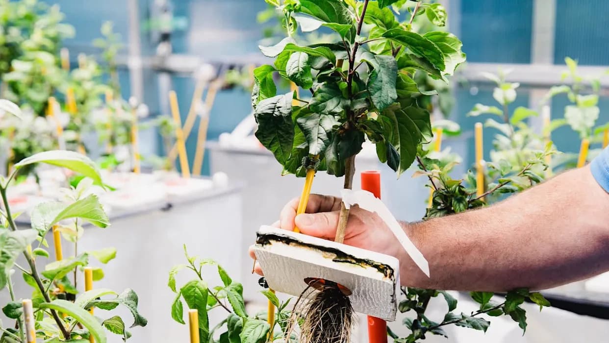 Nove podloge za jabuke: Čvršći korenovi protiv klimatskih šokova i 'rapid apple decline'