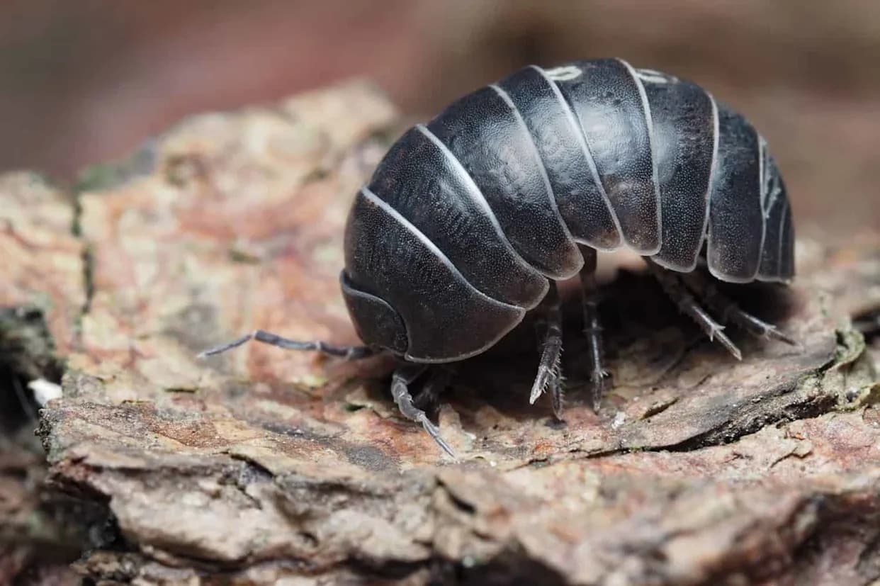 Misteriozne „spirale smrti": kako ulična rasveta tera hiljade woodlice u beskrajno kružno kretanje
