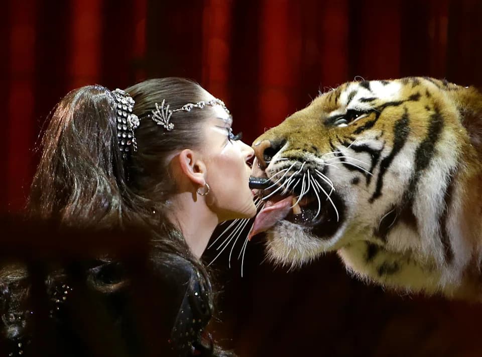 Pobegli tigar kod Lajpciga upucan nakon napada na 72-godišnjaka