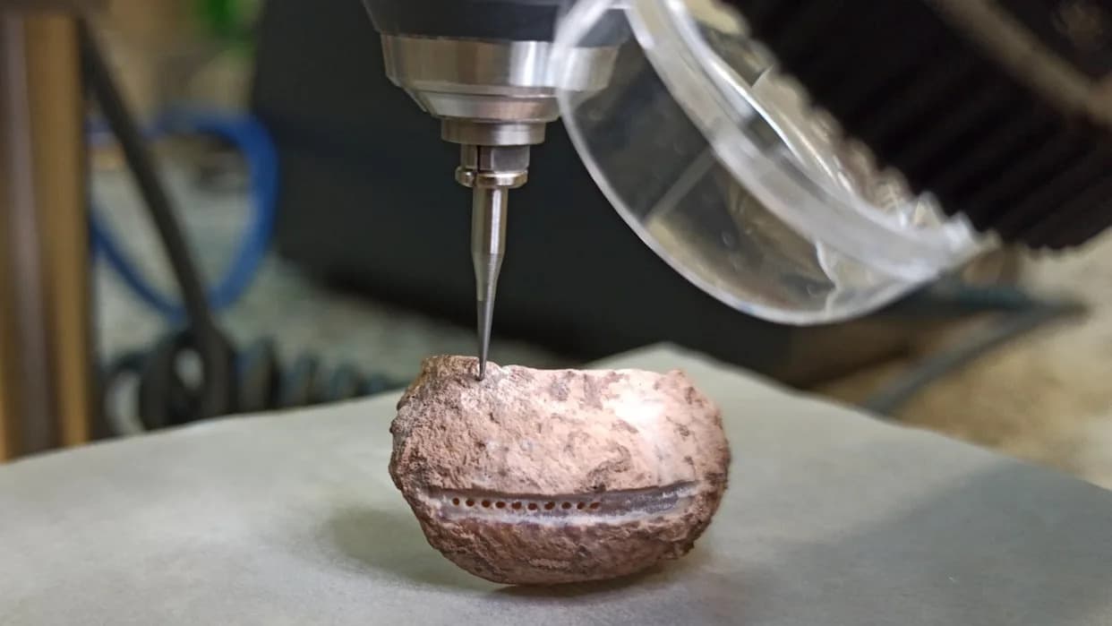 Neandertalci su jeli školjke pre oko 115.000 godina — sezonska „potpuno moderna“ strategija ishrane