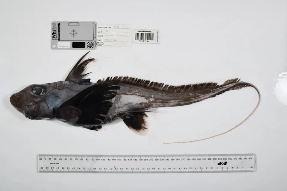 Otkriveno 1.121 Nova Morska Vrsta: Ocean Census 2025 Otvara Vrata Dubokomoru