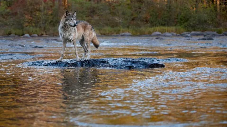 Kako su vukovi preoblikovali reke Yellowstonea: biolog objašnjava tropske kaskade