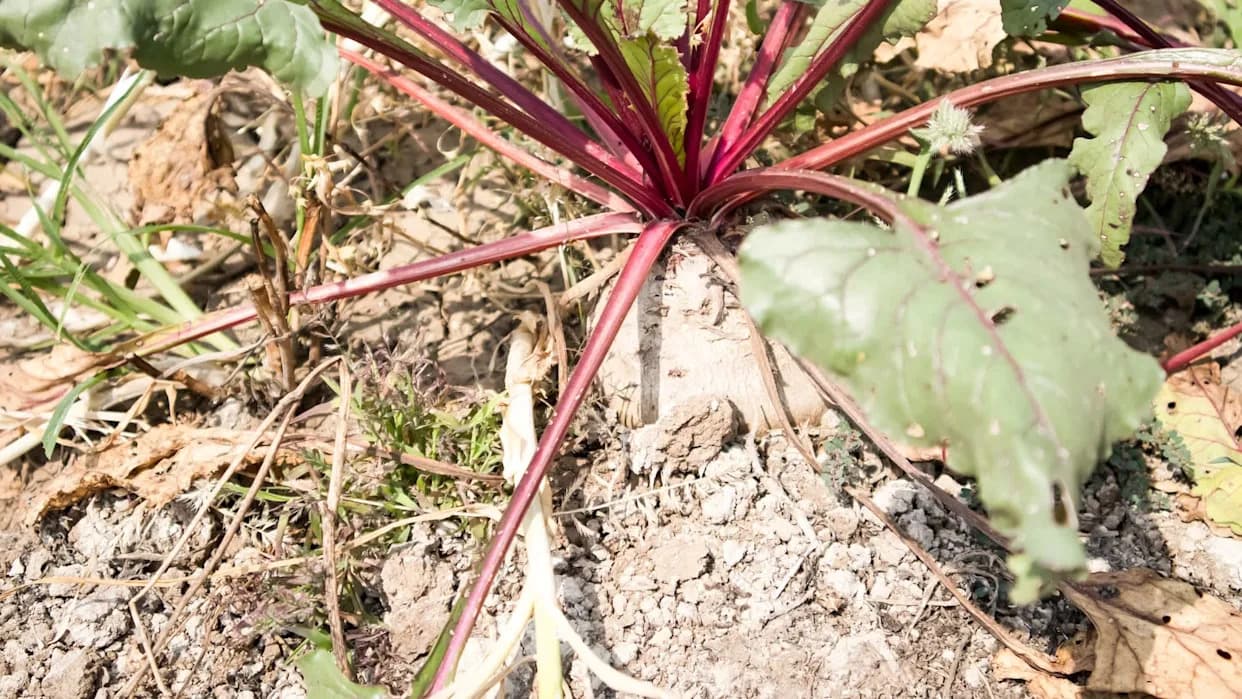 Godišnja Doba Ne Prate Kalendar: Kako Klimatske Promene Potresaju Poljoprivredu U Zapadnoj Indiji