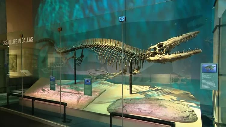 Otkriven ‘T. rex drevnog mora’: Predstavljen Tylosaurus rex u Perot muzeju