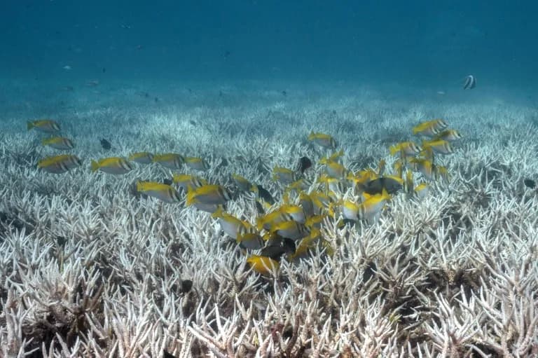 Strah Za Grebene: Potencijalno Snažan El Nino Može Izazvati Novi Talas Izbeljivanja
