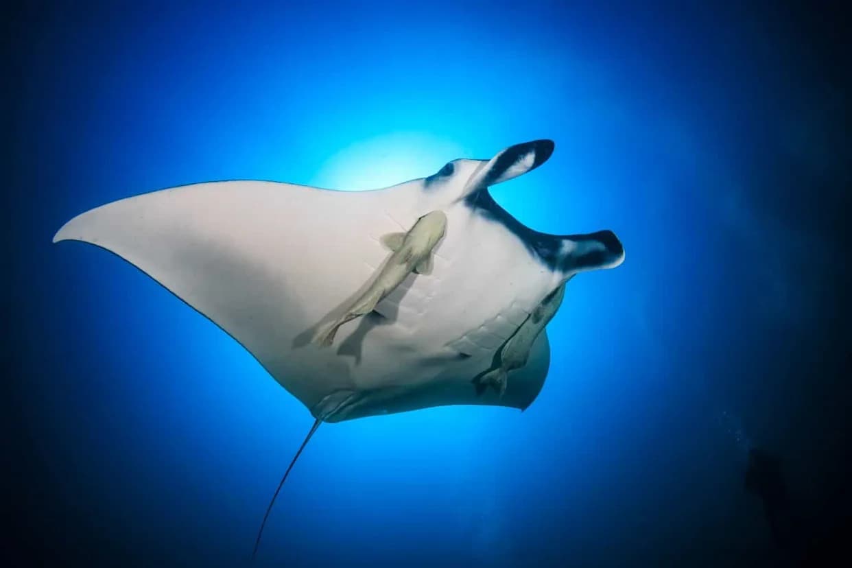 Remore Ulaze U Kloaku Manti: Novi Snimci Otkrivaju Neočekivano Ponašanje