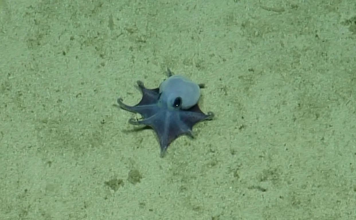 Preslatka plava hobotnica otkrivena kod Galapagosa — Nova vrsta Microeledone galapagensis