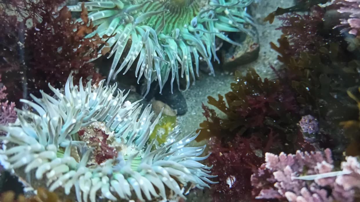 Morske Anemone Otkrivaju Drevni 'BMP Šatl' Koji Deluje Kao Plan Izgradnje Tela
