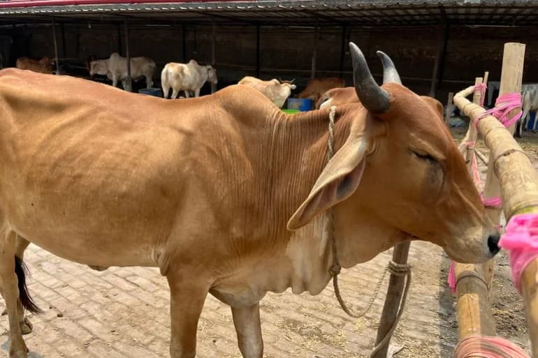 Strah Pred Kurban-bajram: Pijace Goveda Puste Nakon Strože Kontrole U Zapadnom Bengalu