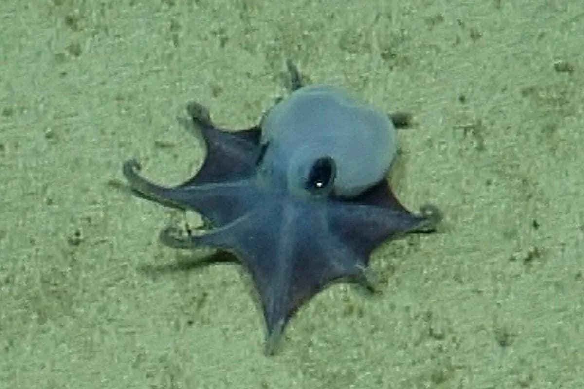 Otkrivena nova plava hobotnica kod Galapagosa — Microeledone galapagensis