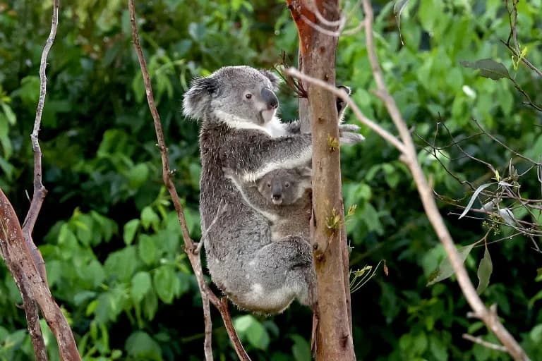 Umerena Vrućina Povećava Rizik Od Smrti Koala — Studija Upozorava Već Pri 27°C