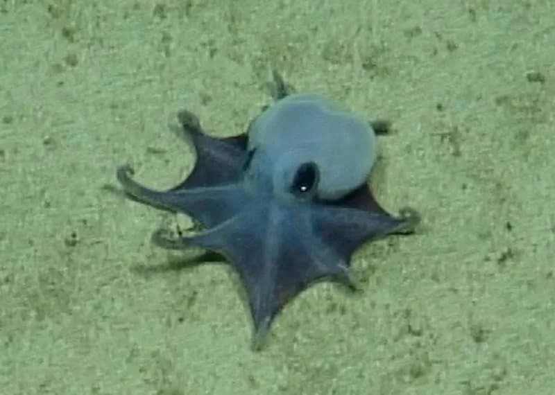 Sićušna Plava Hobotnica Otkrivena Kod Galapagosa — Nova Vrsta Microeledone galapagensis