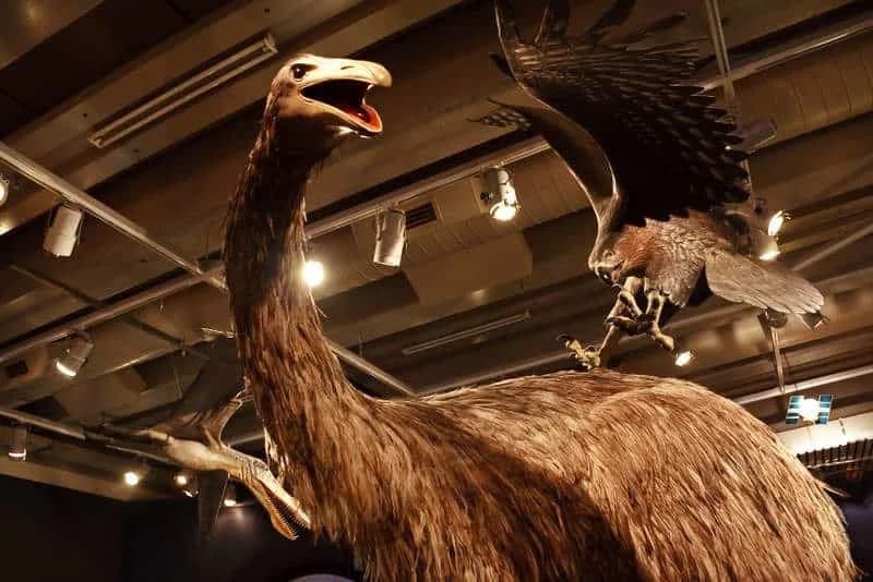 Colossal Izlegao 26 Pilića U Veštačkoj Ljusci — Može Li Biotehnologija Vratiti Džinovsku Moa?