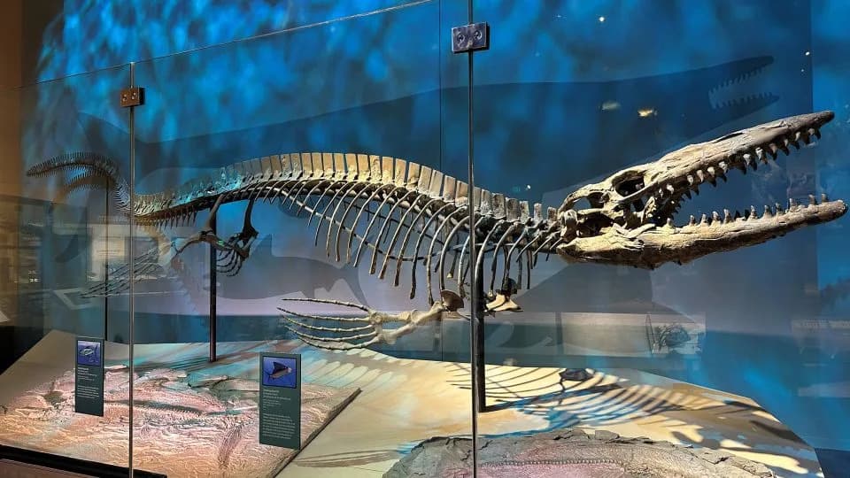 Tylosaurus rex — Novi „T. rex“ okeana: Masivni mosasaur krunisan kao ‘teror’ iz kasne Krede