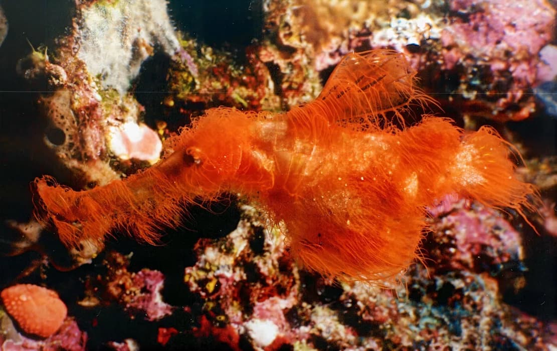 Otkrivena „Snuffleupagus“ riba — nova vrsta Solenostomus snuffleupagus