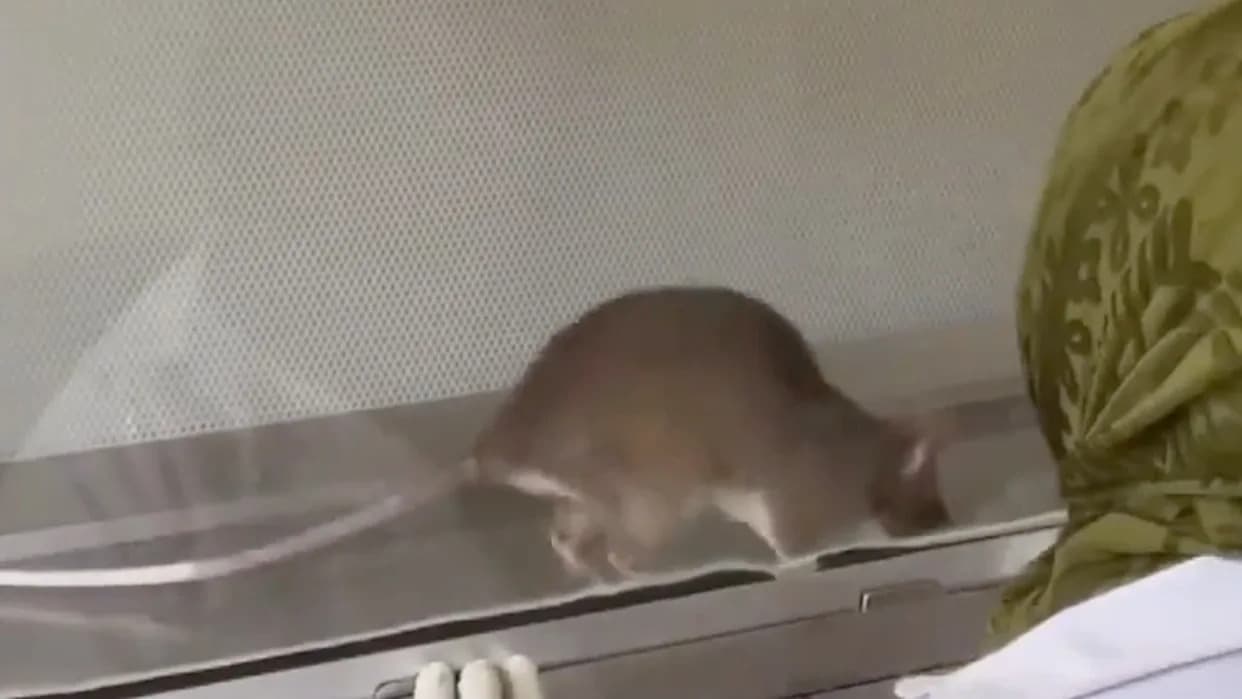 HeroRATs: Kako Dresirani Pacovi APOPO Fondacije Za 3 Sekunde Otkrivaju Tuberkulozu
