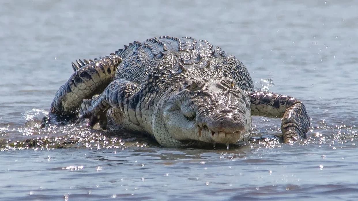 Genetsko otkriće rešava misteriju: krokodili sa Sejšela su morski krokodili