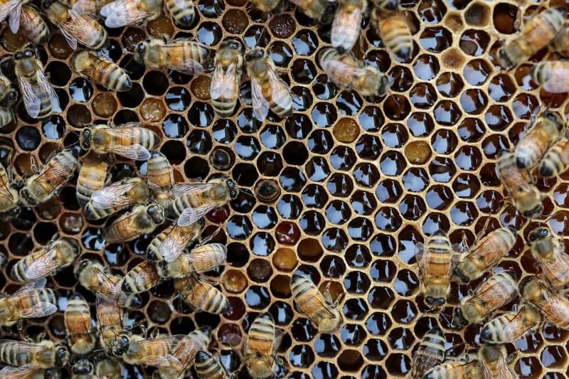 Klimatske promene ugrožavaju pčelare: migracioni pčelar iz Južne Koreje izgubio 70% prinosa