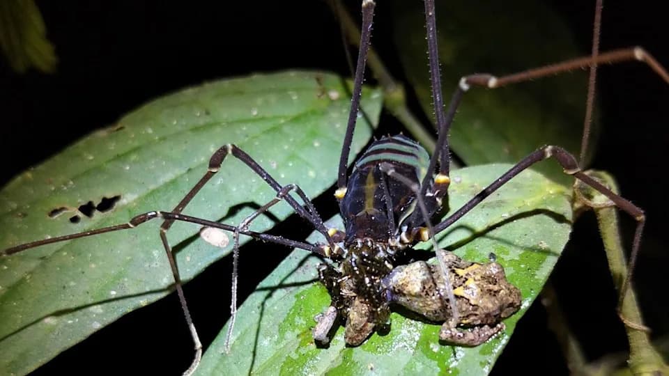 Neobični harvestmeni: „daddy longlegs“ love i jedu žabe veće od sebe u tropskim šumama Južne Amerike