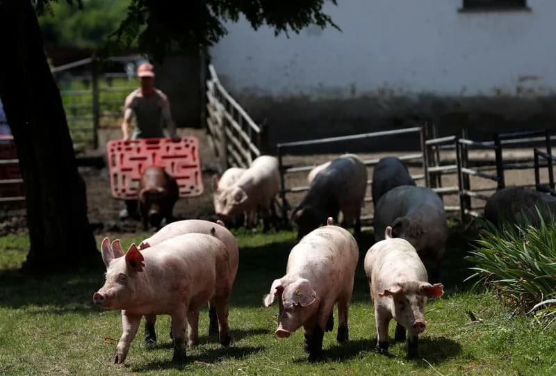 Prvi Slučaj Afričke Kuge Svinja U Mađarskoj — Naloženo Klanje Oko 3.000 Svinja