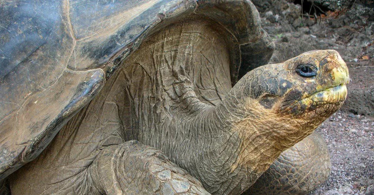 Kornjača Koja Je Izumrla Dva Puta? Nada Iz Genetskih Hibrida Lonesome Georgea