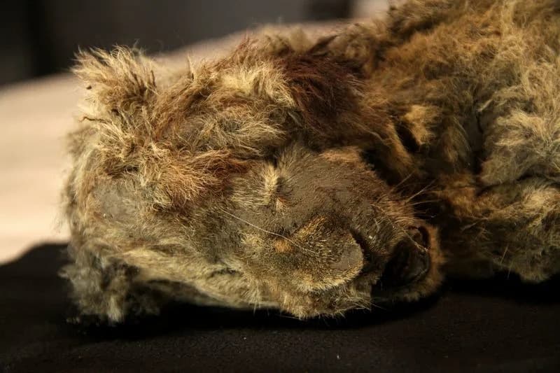 Genom Otkriva Tajne Pećinskog Lava: Zašto Je Panthera spelaea Bila Posebna Vrsta