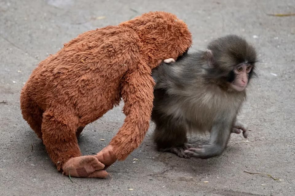 Punch, viralni mladunac makaka, dobija klima-uređaj u japanskom zoološkom vrtu zbog paklenih vrućina