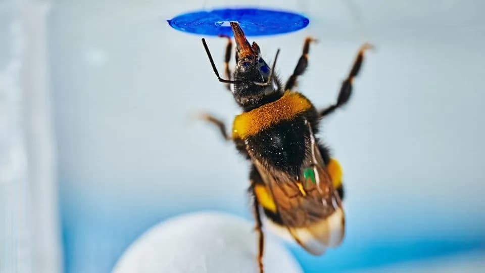 Bumbari Pokazuju Uvid: Insekti Pomogli Lopti Da Postane 'Merdevina' U Novom Eksperimentu